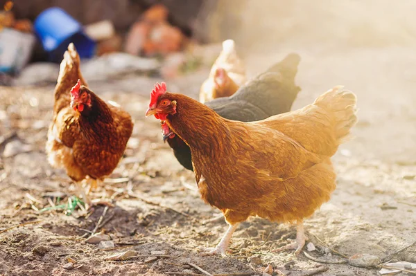 Bir çiftlikte tavuk (Gallus gallus domesticus) — Stok fotoğraf