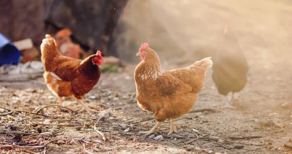 Kippen in een boerderij (Gallus gallus domesticus)) — Stockfoto
