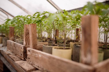 Doğal domates fidesi.