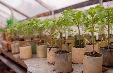 Doğal domates fidesi.