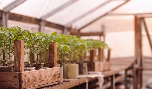 Natürliche Tomatensetzlinge. — Stockfoto