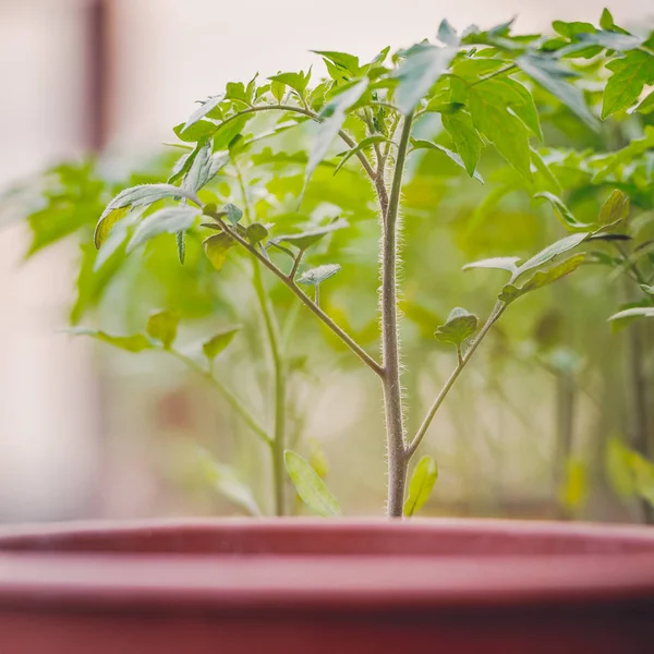 Natürliche Tomatensetzlinge. — Stockfoto