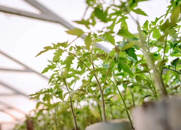 Natürliche Tomatensetzlinge. — Stockfoto