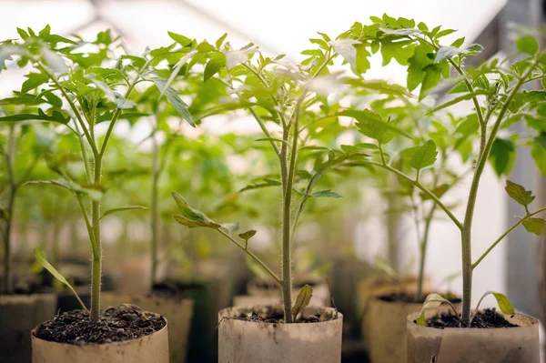 Natürliche Tomatensetzlinge. — Stockfoto