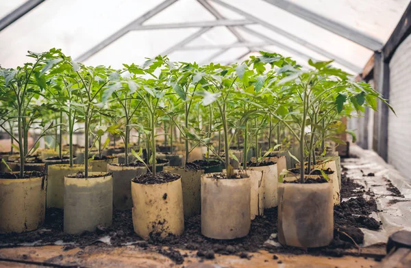 Plántulas naturales de tomate . — Foto de Stock