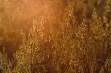 Yulaf alan günbatımı ışık atcountryside çiftliğinde.