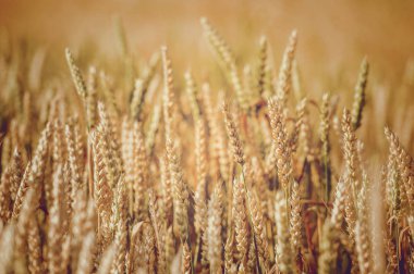 Altın buğday tarlası ve güneşli gün 