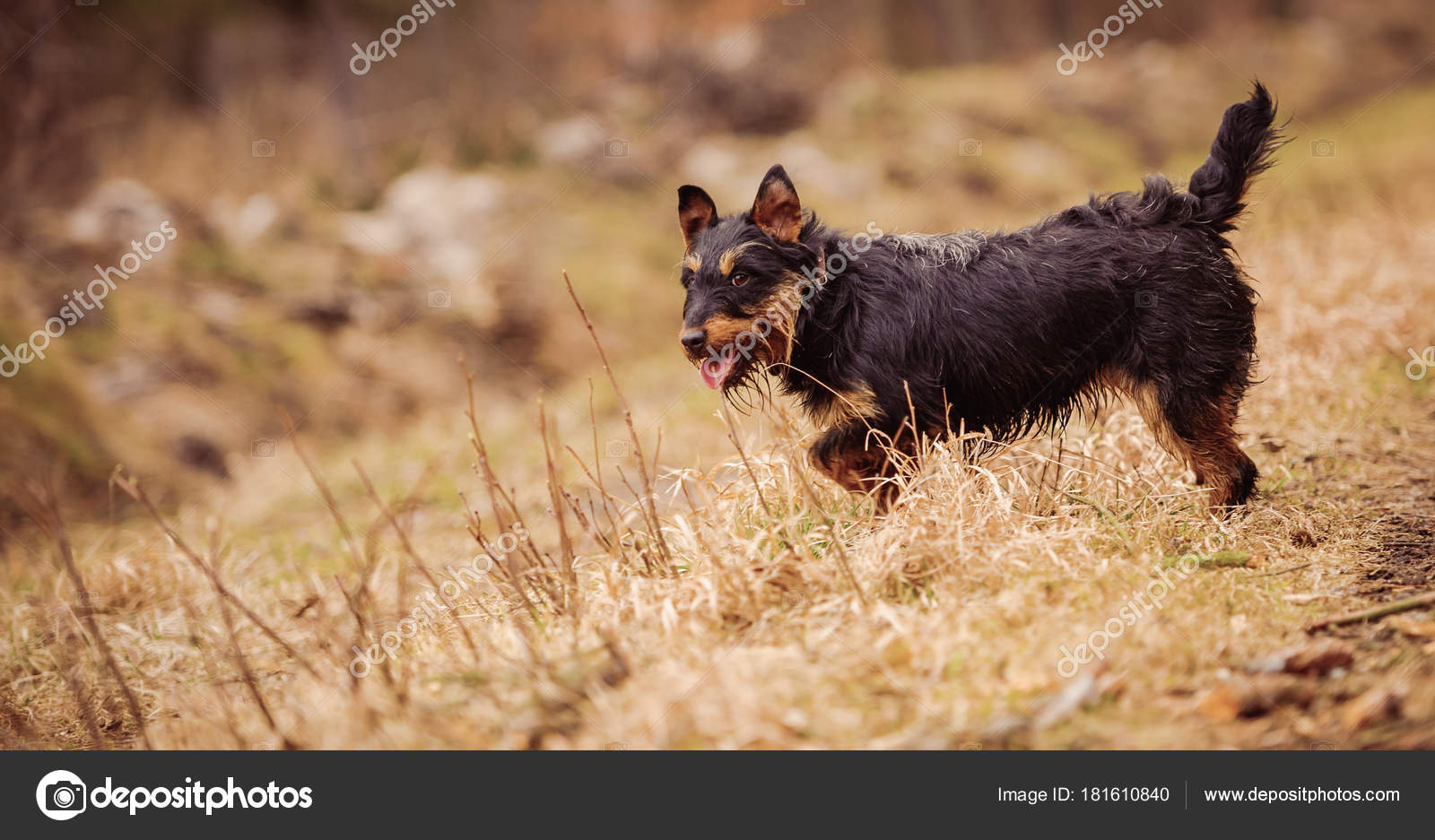 Deutscher Jagdterrier Chasse Allemand Terrier Noir Feu Dans