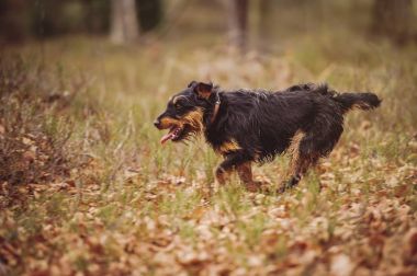 Deutscher Jagdterrier, Alman avcılık korkunç siyah ve tabaklamak, ormanın içinde.
