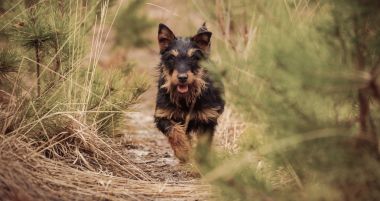 Deutscher Jagdterrier, Alman avcılık korkunç siyah ve tabaklamak, ormanın içinde.