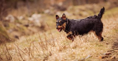 Deutscher Jagdterrier, Alman avcılık korkunç siyah ve tabaklamak, ormanın içinde.