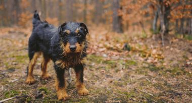 Deutscher Jagdterrier, Alman avcılık korkunç siyah ve tabaklamak, ormanın içinde.