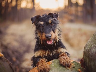 Deutscher Jagdterrier, Alman avcılık korkunç siyah ve tabaklamak, ormanın içinde.