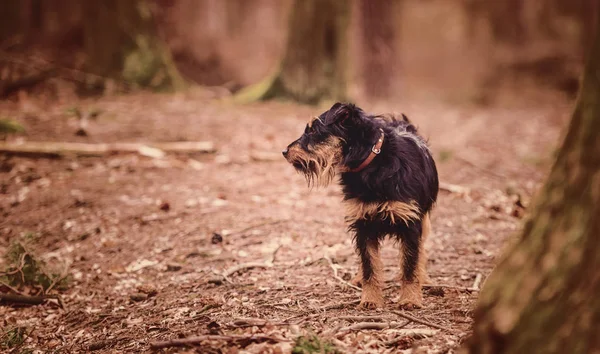Deutscher Jagdterrier German Hunting Terrier Black Tan Forest — Stock Photo, Image