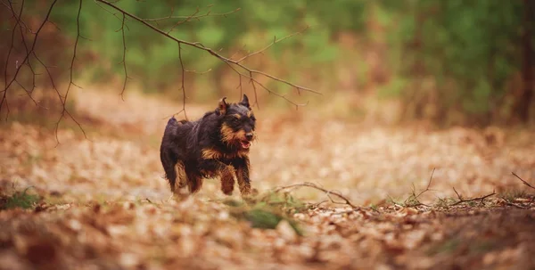 Deutscher Jagdterrier Німецька Мисливська Тер Чорний Рудими Підпалинами Лісі — стокове фото