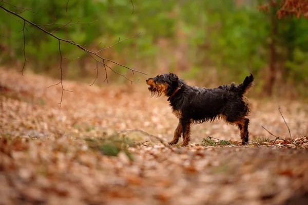 Deutscher Jagdterrier Німецька Мисливська Тер Чорний Рудими Підпалинами Лісі — стокове фото