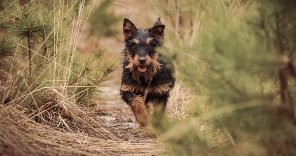 Deutscher Jagdterrier, Alman avcılık korkunç siyah ve tabaklamak, ormanın içinde.