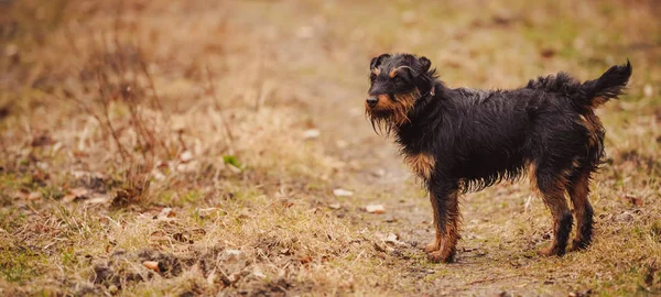 Deutscher Jagdterrier Deutscher Jagdterrier Black Tan Wald — Stockfoto