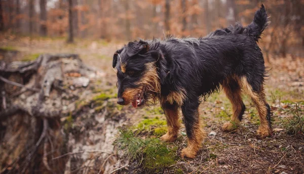 Deutscher Jagdterrier German Hunting Terrier Black Tan Forest — Stock Photo, Image