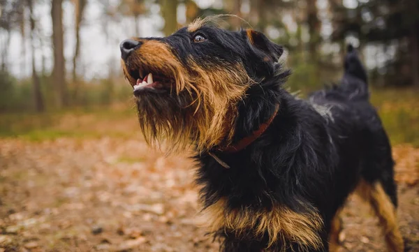 Deutscher Jagdterrier Cazador Alemán Terrier Negro Bronceado Bosque —  Fotos de Stock