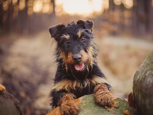Deutscher Jagdterrier Duitse Jacht Terrier Black Tan Het Bos — Stockfoto