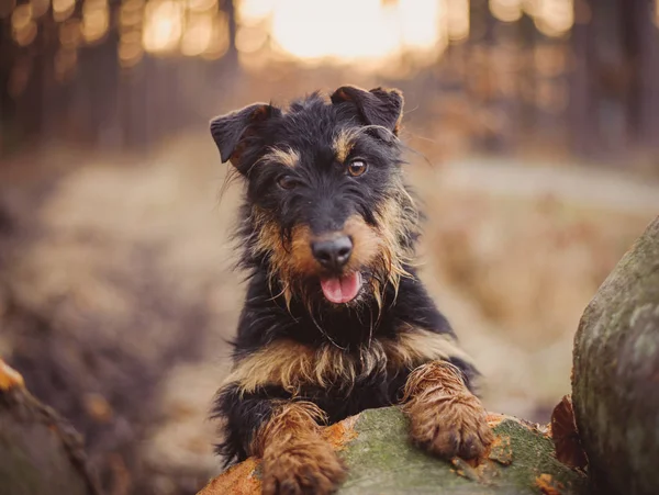Deutscher Jagdterrier, Alman avcılık korkunç siyah ve tabaklamak, ormanın içinde.