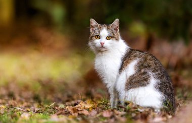 Pinto kedisi parkta, dışarıda..