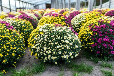Bahçede büyüyen rengarenk çiçeklerin güzel kasımpatıları, renkli çiçeklerin arka plan görüntüleri..