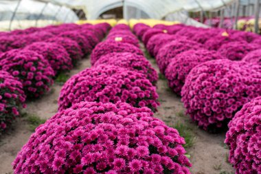 Bahçede büyüyen rengarenk çiçeklerin güzel kasımpatıları, renkli çiçeklerin arka plan görüntüleri..
