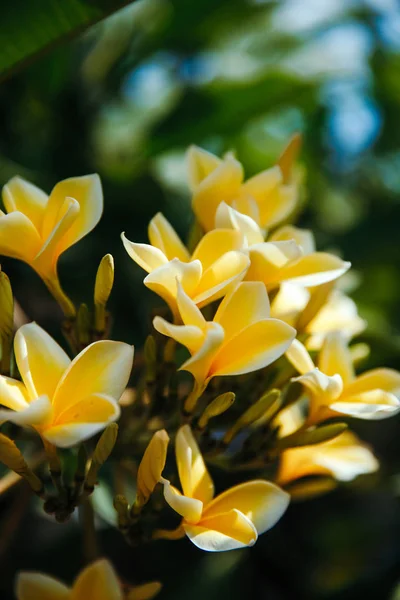 Yumuşak çiçek frangipani veya plumeria çiçeği. Plumeria beyaz ve sarı bir taç yaprağı.