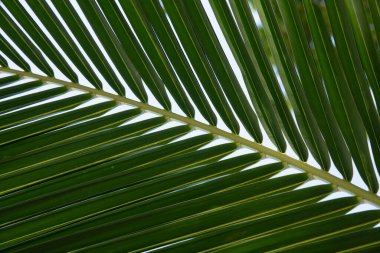 Palmiye yaprakları. Bir ağacın yakın çekimi. Hindistan cevizi palmiyesi. 