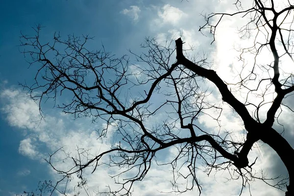 蓝色天空和云彩背景上的神秘树 落日阴天上的黑树轮廓 黑暗对比的自然神秘背景 — 图库照片