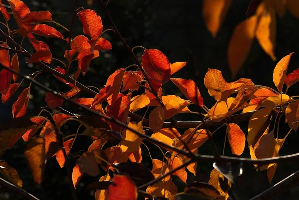 Pêra Outono Folhas Árvore Pôr Sol — Fotografia de Stock