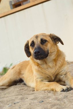 Köpek ya yatıyor ya da kumda oturuyor..