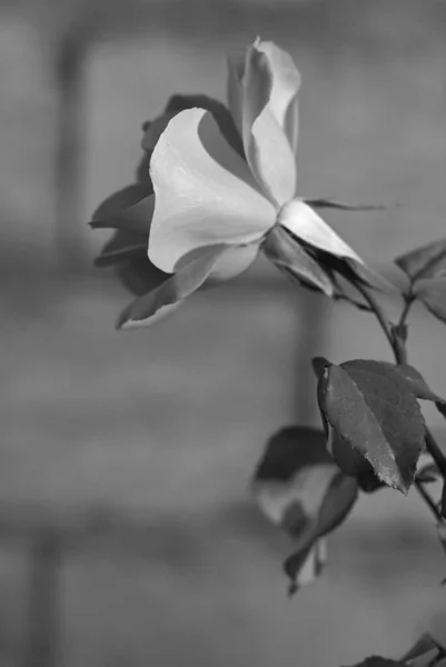 Rose flower in the sun. Dawn. Sunrise. Black and white. B/w