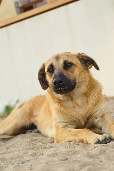 Köpek ya yatıyor ya da kumda oturuyor..