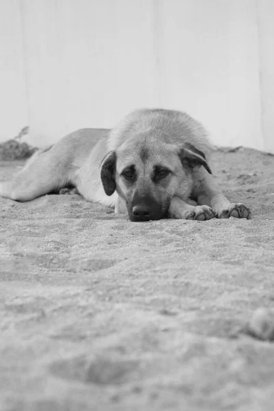 Köpek ya yalan söylüyor ya da kumun üzerinde oturuyor. Siyah beyaz fotoğraf.