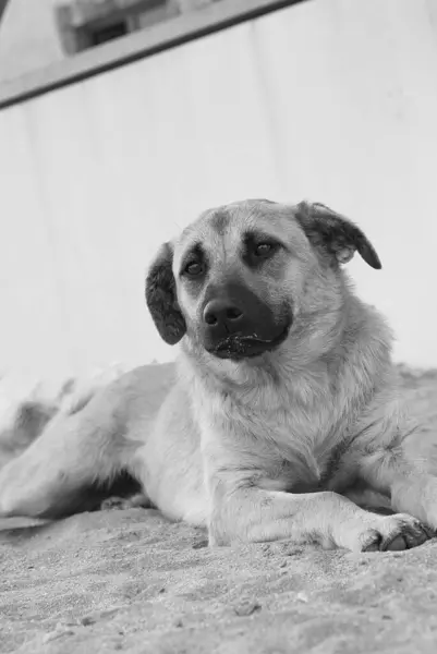 Köpek ya yalan söylüyor ya da kumun üzerinde oturuyor. Siyah beyaz fotoğraf.