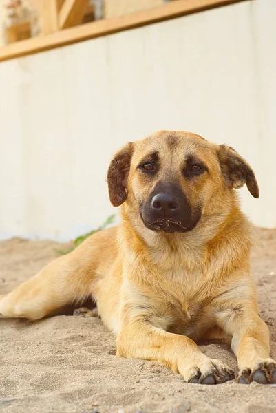 Köpek ya yatıyor ya da kumda oturuyor..