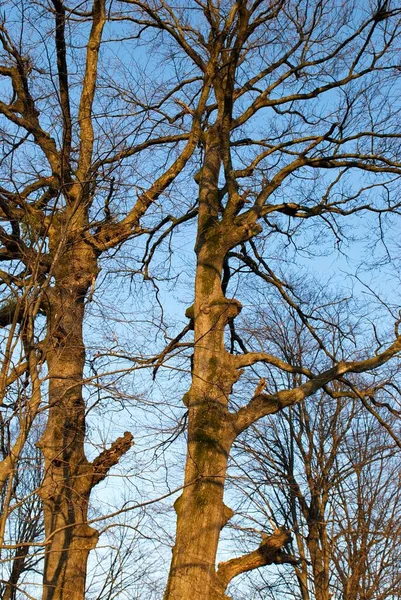 Arbres Magiques Dans Forêt — Photo