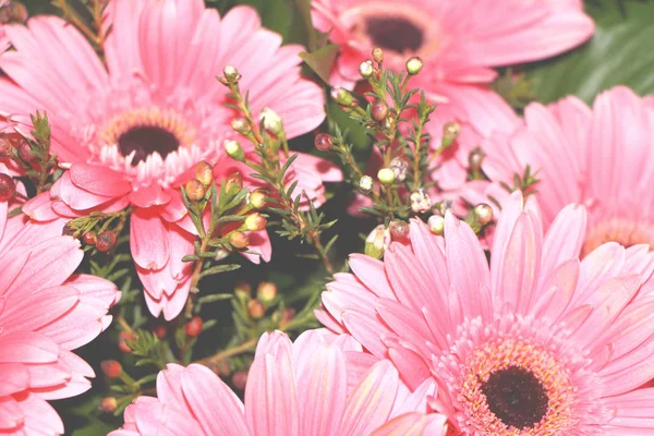 Gerbera roze prachtige bloemen — Stockfoto