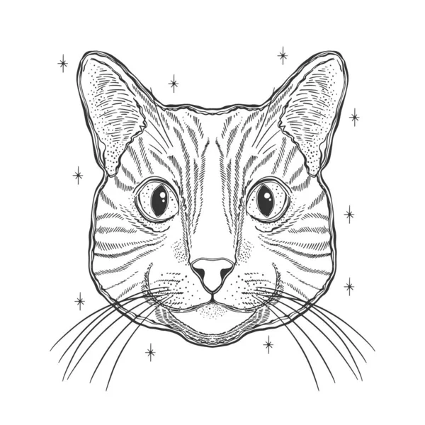 神秘的な魔法の猫。肖像画の顔の頭の手のヴィンテージスタイルを描画します。. — ストックベクタ