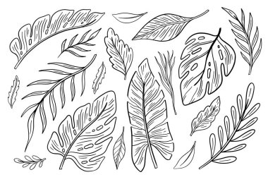 Doğa el çizimi seti. Koleksiyon botanik elementi. Zarif klasik stil. Vektör illüstrasyonu..