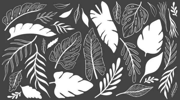 Planta Naturaleza Dibujado Mano Conjunto Colección Elemento Botánico Elegante Estilo — Vector de stock