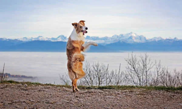 Yellow white dog dancing above the clouds