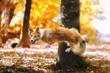 Sarı beyaz köpek atlama