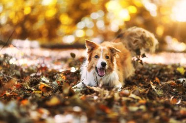 Oynayan sarı beyaz köpek