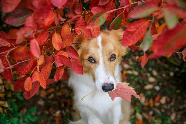 Cane Bianco Giallo Che Tiene Una Foglia — Foto Stock