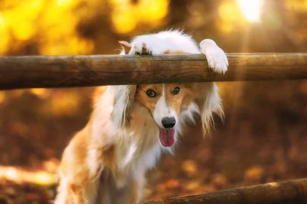 Yellow White Shy Dog — Stock Photo, Image