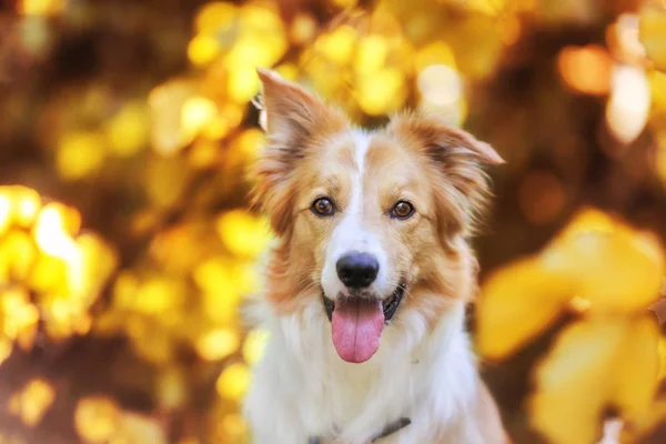 Simbolo Cane Bianco Giallo 2018 — Foto Stock